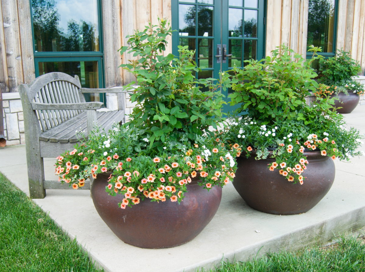 Topf- und Kübelpflanzen für Terrasse, Garten und Balkon